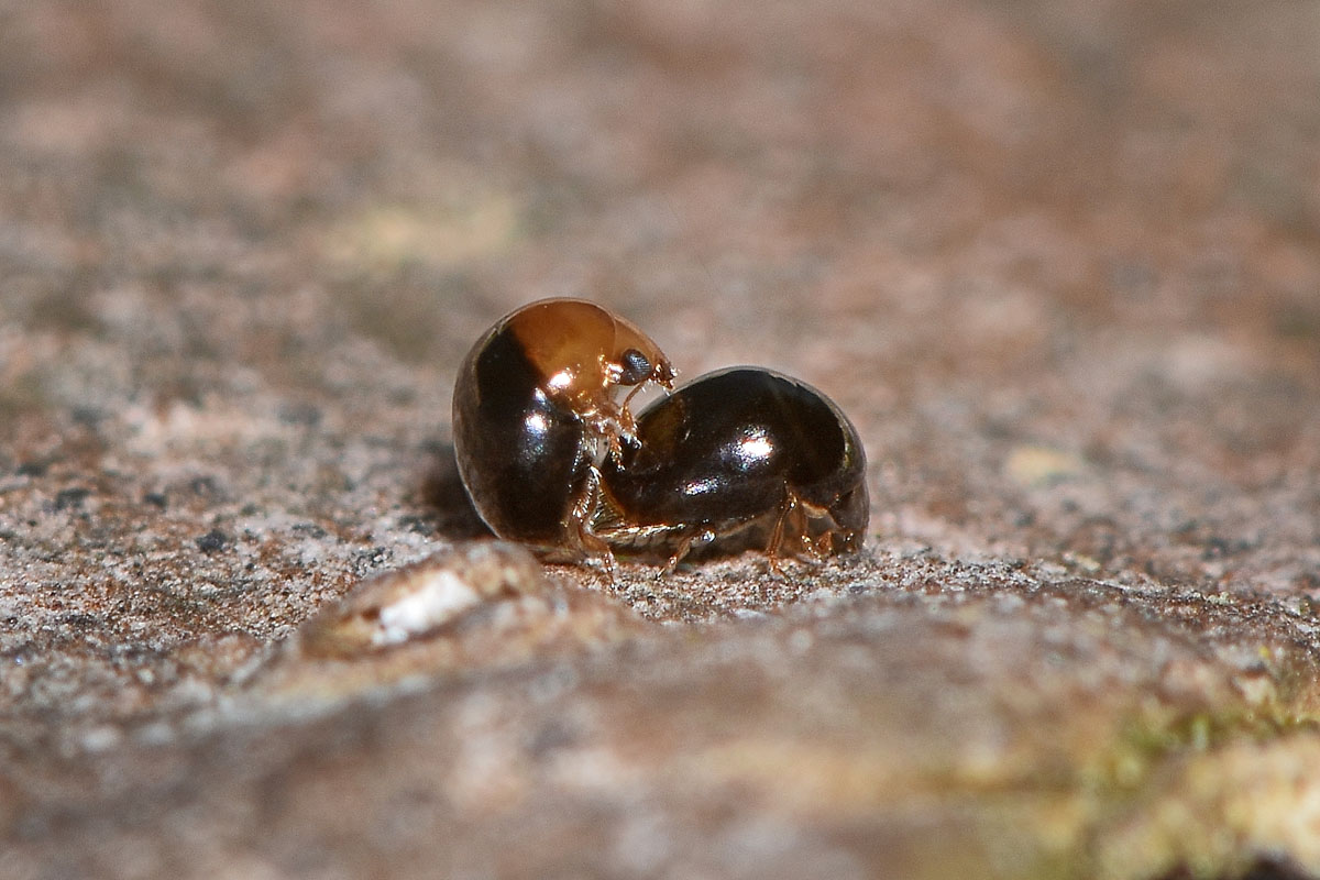 Leiodidae? o Phalacridae?  No, Cybocephalus sp. (Cybocephalidae)